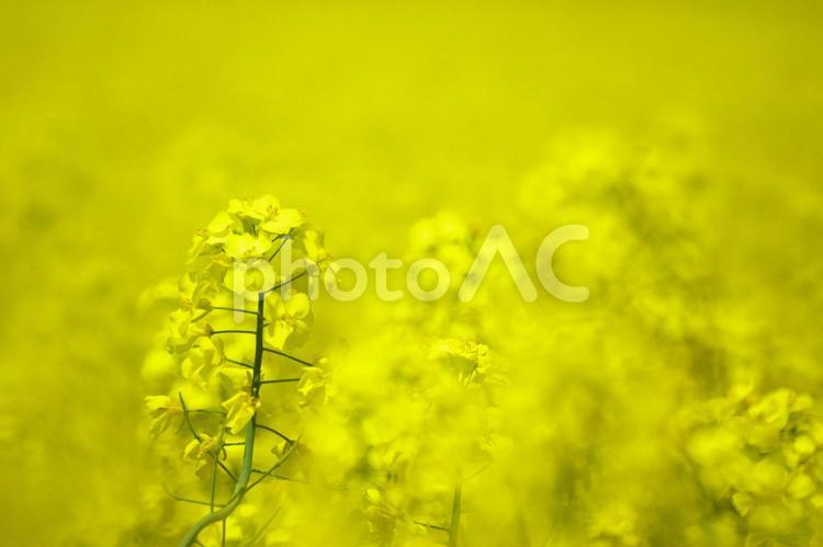 黄色に染まった絶景 5月,あぶらな,うつくしいの写真素材