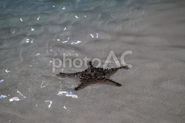 砂浜の浅瀬にいるヒトデ ヒトデ,砂浜,浅瀬の写真素材