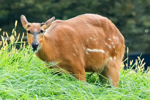 シタツンガ シタツンガ,アフリカ,ウシ目の写真素材