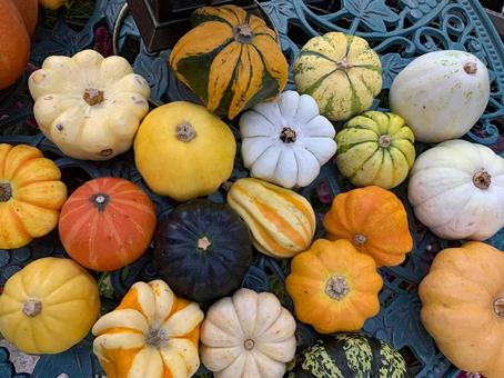 かぼちゃ　ハロウィン 秋,園芸,かぼちゃの写真素材