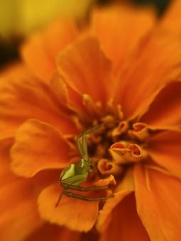 マリーゴールドと蜘蛛の写真