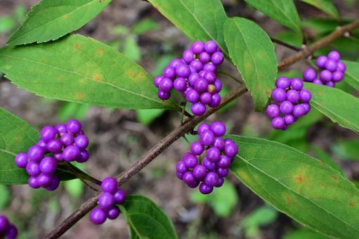 コムラサキの果実 コムラサキの果実 コムラサキ,果実,山野草の写真素材