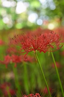 ボケの中の情熱の写真