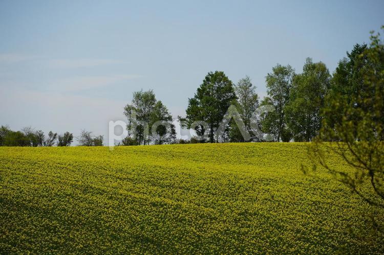 安平町の菜の花畑 菜の花,畑,黄色の写真素材