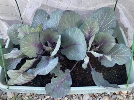 赤キャベツ 赤キャベツの写真