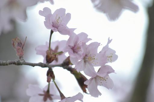 桜 桜の写真
