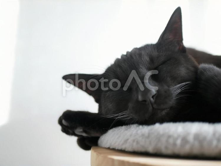 寝る黒猫 猫,黒猫,ホワイトバックの写真素材