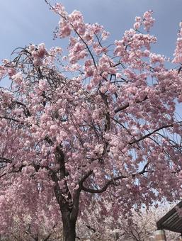 桜 桜の写真