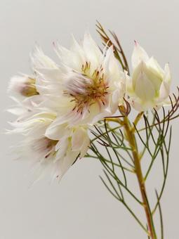 セルリアの花 セルリアの花の写真