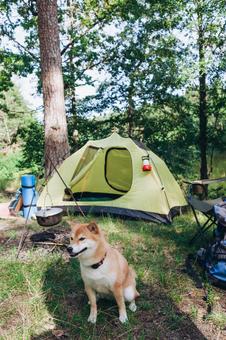 木の横に座る犬とテント 犬,テント,キャンプの写真素材