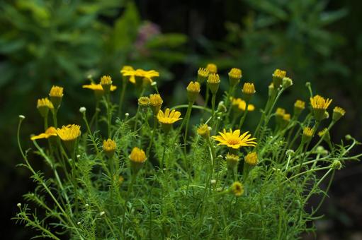 ダールベルクデージーの写真