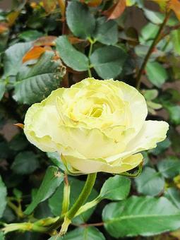 和バラ「わかな」 薔薇,ガーデニング,バラの写真素材