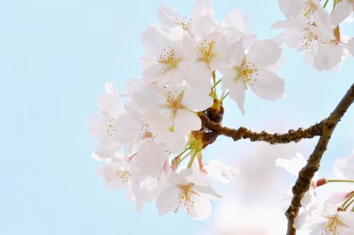 桜の花 桜の花 桜,春,花の写真素材