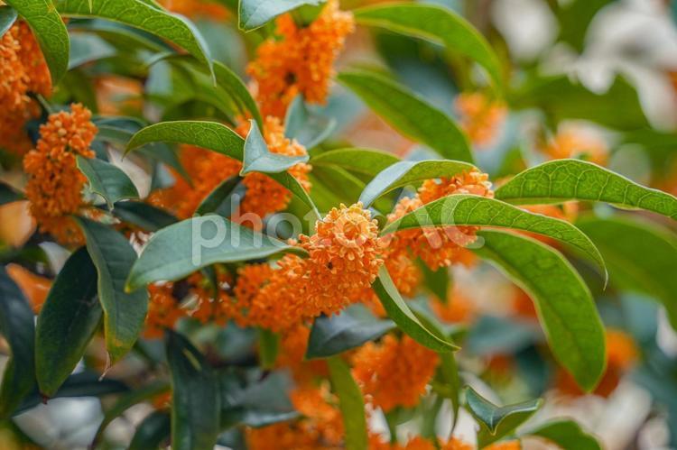 オレンジ色に咲く金木犀の花 金木犀,キンモクセイ,庭木の写真素材
