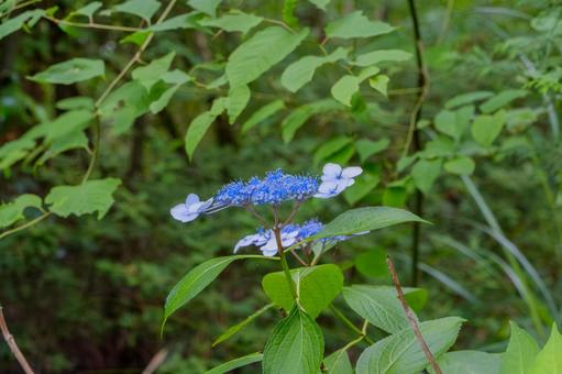 Blue hydrangea flowers blooming in the mountain valley, JPG