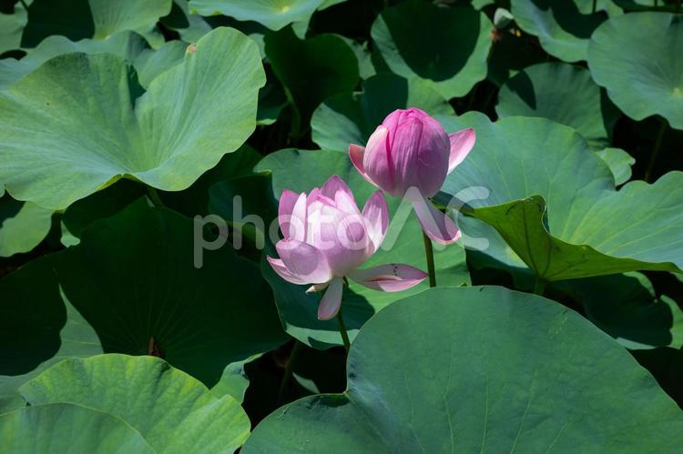 緑の葉の絨毯から仲良く顔を出すハスの花 葉,緑,自然の写真素材