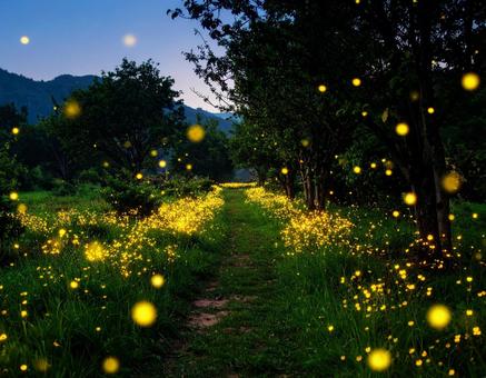 ホタルのいる田園風景 ホタルのいる田園風景の写真