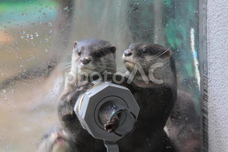 コツメカワウソ コツメカワウソ,カワウソ,動物の写真素材