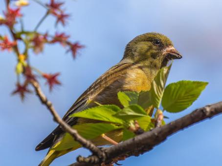 枝にとまるカワラヒワ 枝にとまるカワラヒワの写真