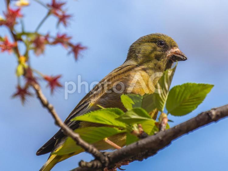 枝にとまるカワラヒワ カワラヒワ,野鳥,鳥の写真素材