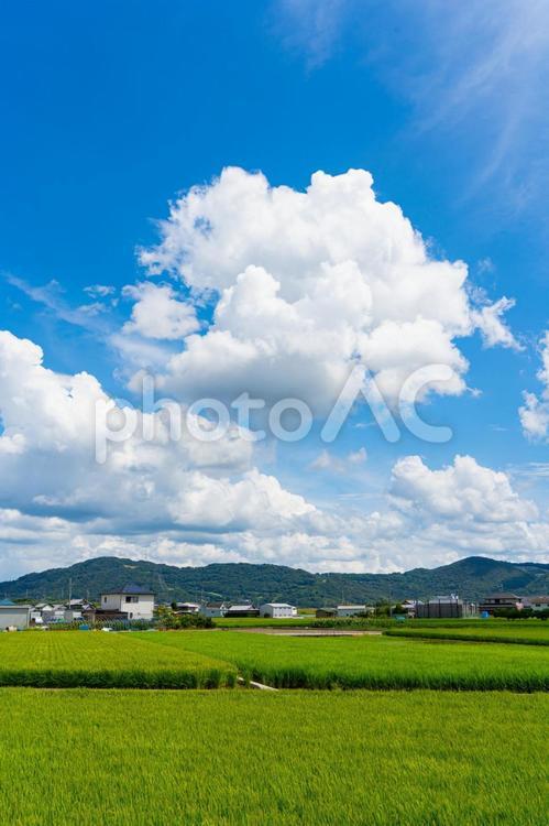 田園風景と夏空 田園,田んぼ,田園風景の写真素材