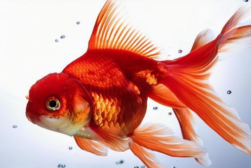 金魚01 金魚01の写真