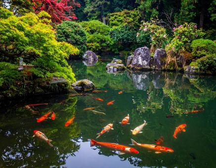 錦鯉のいる日本庭園の写真