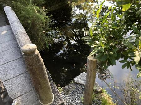 池を覗く 池を覗く 木,スギ,木漏れ日の写真素材