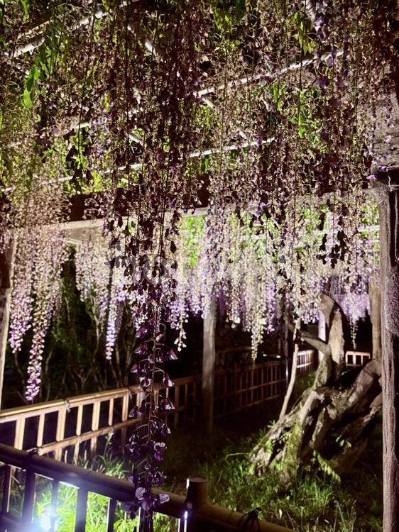 夜の藤 藤,藤の花,夜の藤の写真素材