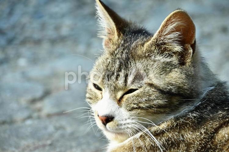 山寺のねこ7 ネコ,ねこ,猫の写真素材