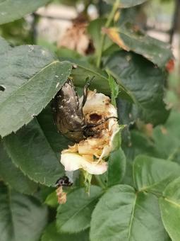 ハナムグリ ハナムグリ,害虫,食害の写真素材