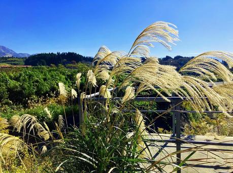 ススキ ススキ,秋,草原の写真素材
