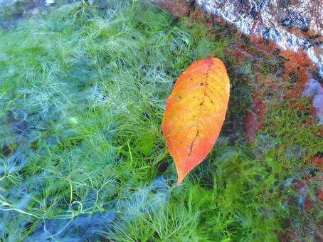 水場の風景_27 水場,湧水,名水の写真素材