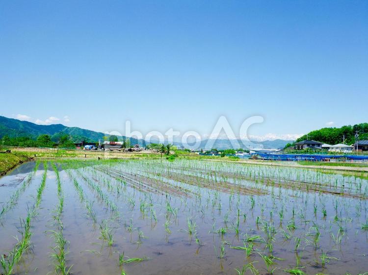 田植えのシーズン ご飯,春,黄色の写真素材