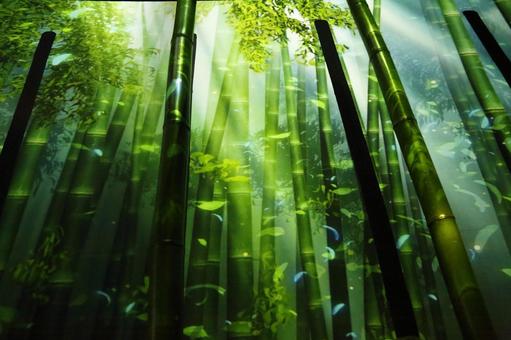 竹林 竹林,緑,夏の写真素材