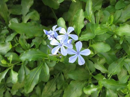 花開くルリマツリの青い花 ルリマツリ,植物,花の写真素材