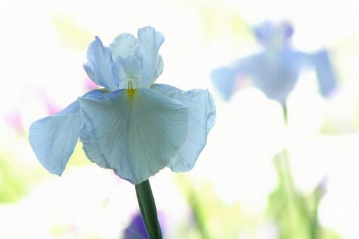 花菖蒲-68 花菖蒲-68の写真