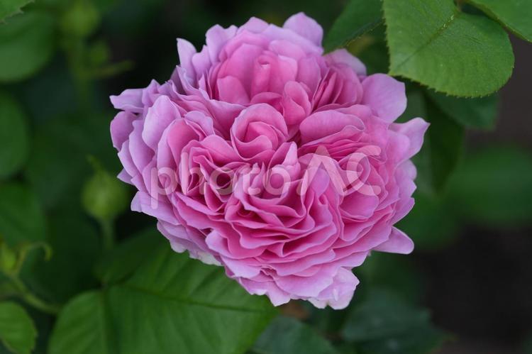 バラ（ピンク：ウェディングブーケ） バラ,薔薇,ばらの写真素材
