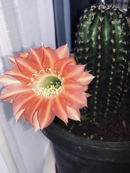 サボテンの花 サボテンの花の写真
