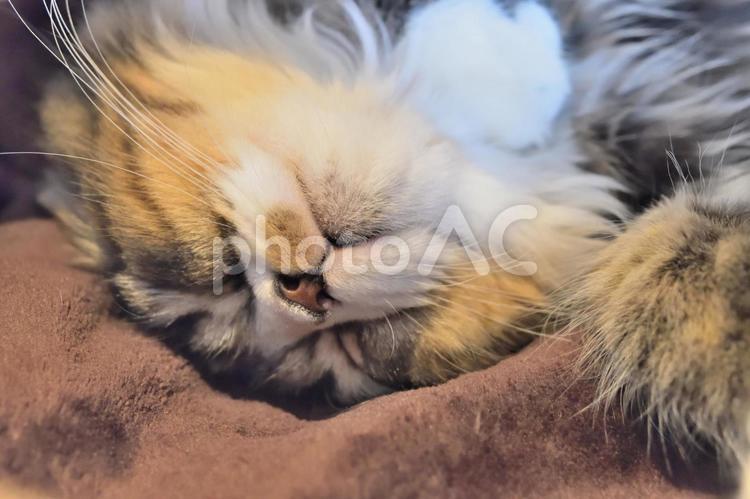 モフモフスヤスヤ　爆睡ネコ 猫,寝る,かわいいの写真素材