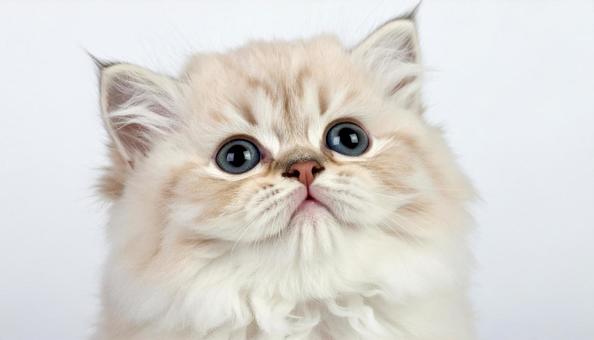 上を見上げる可愛い子猫の写真