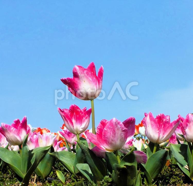 「私が一番！」 チューリップ,春,花の写真素材