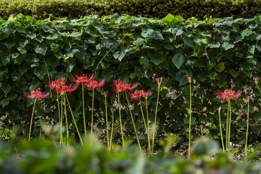 ヒガンバナ ヒガンバナ,曼珠沙華,9月の写真素材