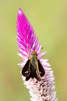 チャバネセセリ⑸ 昆虫,生き物,チョウの写真素材