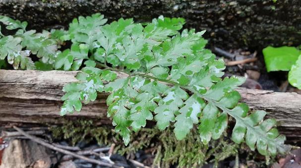 雨の日のシダの葉・2 羊歯,植物,湿地の写真素材