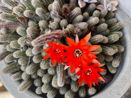 サボテンの花 サボテンの花の写真