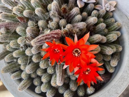 cactus flower, cactus, flower, red flower, JPG