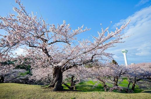 五稜郭公園の桜 桜,五稜郭タワー,さくらの写真素材