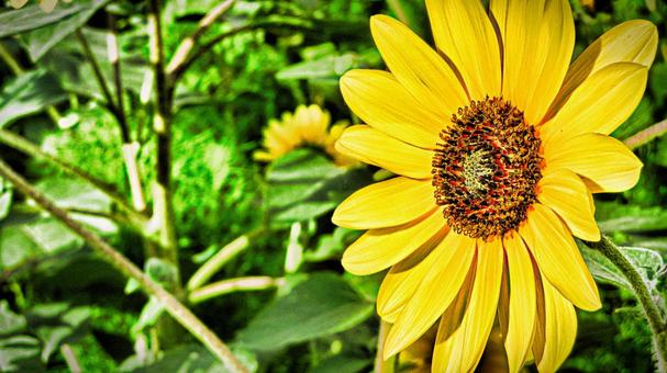 ひまわり ひまわりの写真