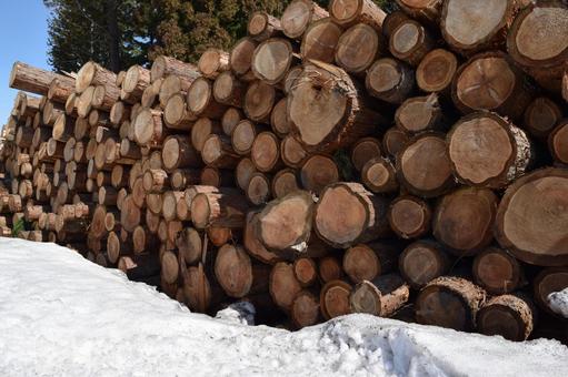 切り出された杉の丸太 降雪風景 杉の丸太,丸太,杉の木の写真素材